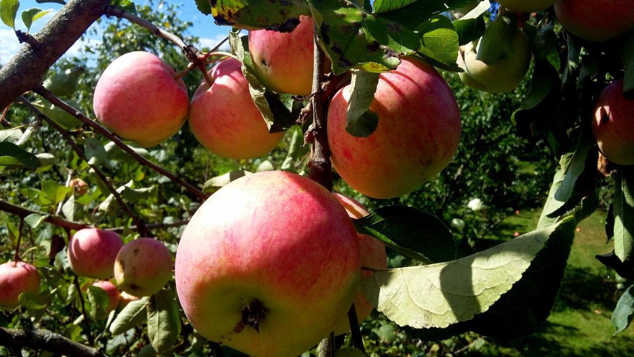 Affittacamere Pie Anninas Krāslava Esterno foto